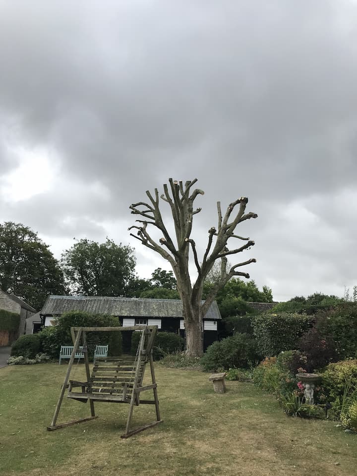 Tree with branches removed
